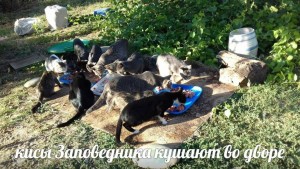 ПОМОГИТЕ ПРИЮТУ Заповедник Мир кошек  - image.jpg