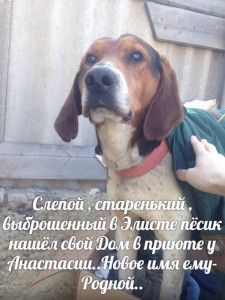 ПОМОГИТЕ ПРИЮТУ Заповедник Мир кошек  - image.jpg