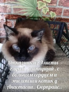 ПОМОГИТЕ ПРИЮТУ Заповедник Мир кошек  - image.jpg