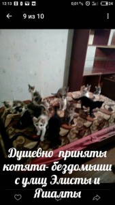 ПОМОГИТЕ ПРИЮТУ Заповедник Мир кошек  - image.jpg