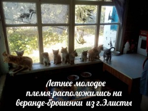 ПОМОГИТЕ ПРИЮТУ Заповедник Мир кошек  - image.jpg