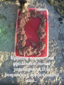 ПОМОГИТЕ ПРИЮТУ Заповедник Мир кошек  - image.jpg