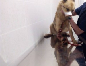 ПОМОГИТЕ СОБРАТЬ НА ОПЛАТУ ОПЕРАЦИИ  - 12313124124.jpg