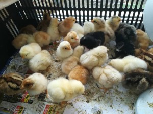 КОМУ НА РУСИ ЖИТЬ ХОРОШО? - IMG_20190508_100651.jpg