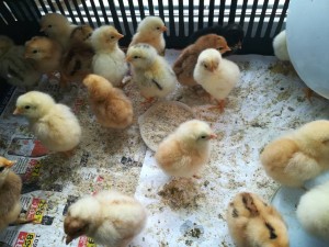 КОМУ НА РУСИ ЖИТЬ ХОРОШО? - IMG_20190508_100304.jpg