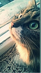 Помогите спасти мою кошку - 2019-05-16 18-16-11.JPG