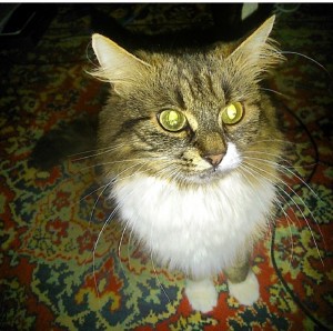 Помогите спасти мою кошку - 2019-05-16 18-16-26.JPG