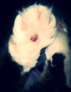 Помогите спасти мою кошку - 2019-05-18 12-39-15.JPG