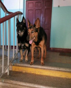 Вот они...благо соседский паренек помог фотографию сделать!