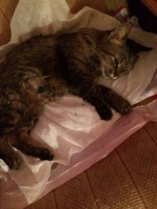 Моему котику нужна операция - C6jr13JRrS8.jpg