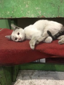 Нам очень нужна финансовая помощь  - 83005bca-4ac8-4586-88b6-55472d90dfc4.jpg