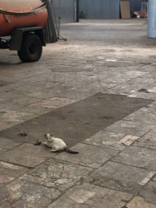 Нам очень нужна финансовая помощь  - IMG_6505.JPG