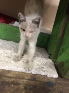 Нам очень нужна финансовая помощь  - IMG_6519.JPG