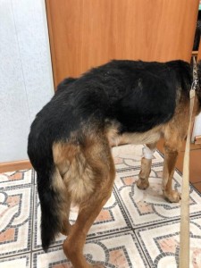 ИЩЕМ ФИНКУРАТОРОВ НА ЛЮБУЮ СУММУ ДЛЯ ПОМОЩИ БЕЗДОМНЫМ ЖИВОТНЫМ - Cuz4Rsp5vHg.jpg