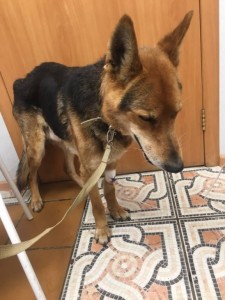 ИЩЕМ ФИНКУРАТОРОВ НА ЛЮБУЮ СУММУ ДЛЯ ПОМОЩИ БЕЗДОМНЫМ ЖИВОТНЫМ - sIndXHlc3fA.jpg