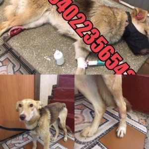 ИЩЕМ ФИНКУРАТОРОВ НА ЛЮБУЮ СУММУ ДЛЯ ПОМОЩИ БЕЗДОМНЫМ ЖИВОТНЫМ - JHmETMXiWOw.jpg