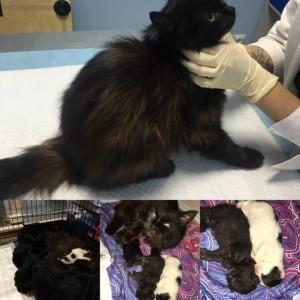 ИЩЕМ ФИНКУРАТОРОВ НА ЛЮБУЮ СУММУ ДЛЯ ПОМОЩИ БЕЗДОМНЫМ ЖИВОТНЫМ - YeMy8wFlNxA.jpg