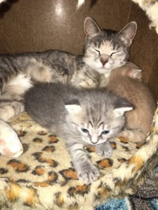 ИЩЕМ ФИНКУРАТОРОВ НА ЛЮБУЮ СУММУ ДЛЯ ПОМОЩИ БЕЗДОМНЫМ ЖИВОТНЫМ - zm11cDgChIo.jpg