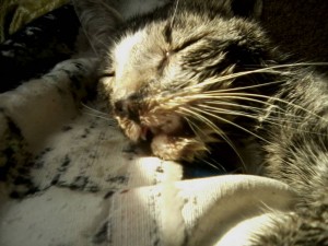 Помогите котику - P24-07-19_16.21.jpg