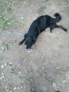 У пса отказывали лапы, долг перед клиникой - VEcK7oeij_0.jpg