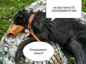 У пса отказывали лапы, долг перед клиникой - UPlk6z4p7a4.jpg