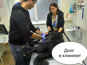 У пса отказывали лапы, долг перед клиникой - wqWmsDH-QbA.jpg