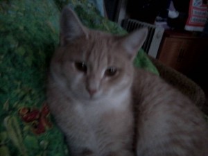 Котики - P03-12-18_13.45.jpg