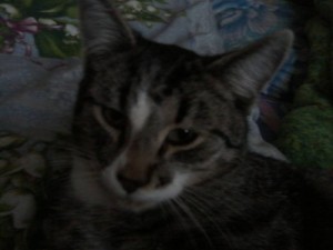 Котики - P03-12-18_13.46[1].jpg