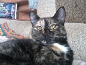 Котики - P12-03-18_13.22.jpg