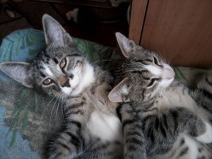 Котики - P12-07-18_15.56[1].jpg