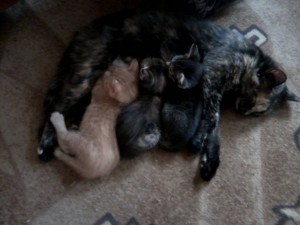 Котики - P23-07-19_13.06.jpg