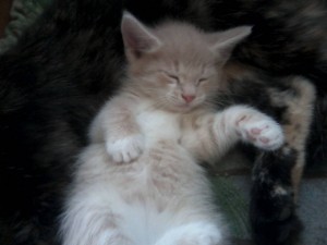 Котики - P25-06-18_10.44.jpg