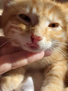 Срочно нужна помощь для операции бездомному котенку - 20190914_105303.jpg