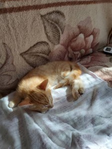 Срочно нужна помощь для операции бездомному котенку - 20190914_111028.jpg