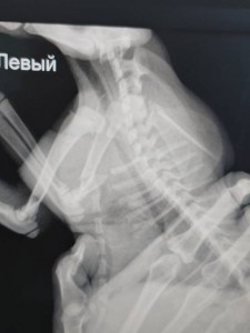 Срочно нужна помощь для операции бездомному котенку - 20190914_184738.jpg