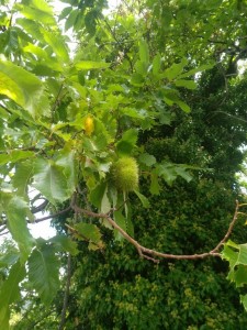 Хер знает что