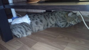 Помощь котику - 021EAD45-6F8D-4A2D-AE39-7654706D8A38.jpeg