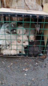 Крик о помощи  - IMG-20191107-WA0001.jpg