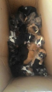 Это 25 щенят с отловки, которых не поили почти неделю. не говоря, что и не кормили. МЫ пол ночи их отпаивали и отмывали от фекалий. Это фото есть в инстаграмме.Это сентябрь 2018г