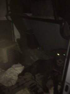 Этот малыш, до сих пор боится да же кушать.Его так забивали, что привезли в наморднике, потому, что сами боялись его.В переноске ещё сидит малыш, который тоже до сих пор нам не верит.