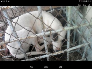 Это беременная девочка, вот так она сидела в отловке. Слава богу , она у нас и уже родила.