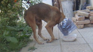 Этого старичка затравили бойцовыми собаками. Он прожил у нас пол года и умер.