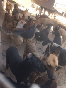 Приют Фортуна, Четыре лапы  - 74612382_2462084317232286_308556094131666944_n.jpg