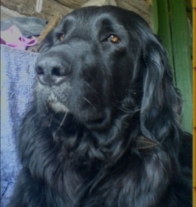 Халява на форуме: кому помогают и с чем  - IMG_20191225_002250.jpg