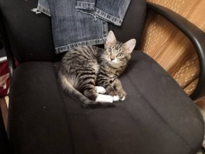 Помогите с деньгами на котика  - ccI1Z6gIQh4.jpg