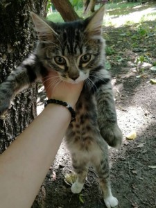 Помогите с деньгами на котика  - -alcn-F7w1Q.jpg