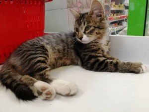 Помогите с деньгами на котика  - LvfrSjvdkHg.jpg