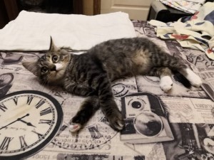 Помогите с деньгами на котика  - qxzoDF5391w.jpg