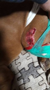 Срочно Собаке нужна операция - 5EC52096-D785-4E2E-8294-058594043626.jpeg