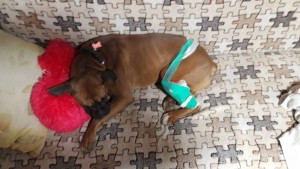 Срочно Собаке нужна операция - F9D7FE1E-B3CB-467B-A6DE-1C9E24DCCE1C.jpeg